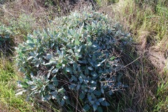 Eriogonum grande timorum
