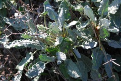Eriogonum grande timorum