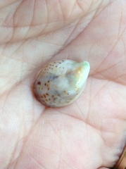 Crepidula convexa