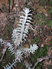 Monochasma savatieri