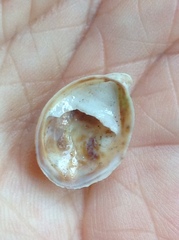Crepidula convexa