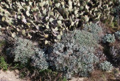 Eriogonum grande timorum