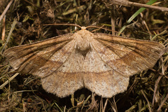 Euchlaena marginaria