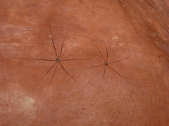 Leiobunum religiosum