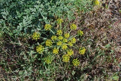 Lomatium insulare