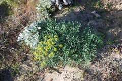 Lomatium insulare