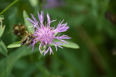 Centaurea × moncktonii