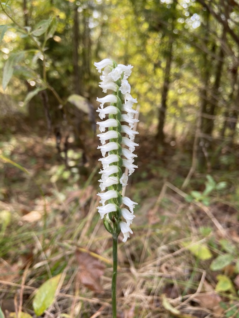 Spiranthes niklasii