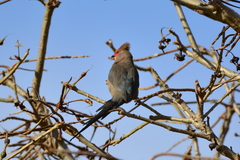 Urocolius indicus indicus