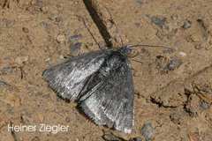 Metaxmeste phrygialis