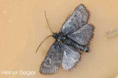 Metaxmeste phrygialis