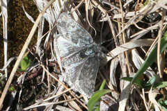 Metaxmeste phrygialis