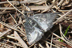 Metaxmeste phrygialis