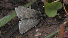 Metaxmeste phrygialis