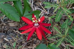Coccinea