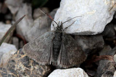 Metaxmeste phrygialis