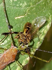 Tetragona