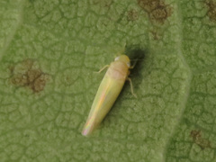 Typhlocybini