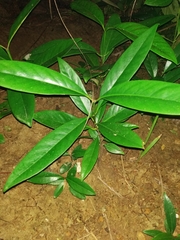 Magnoliopsida