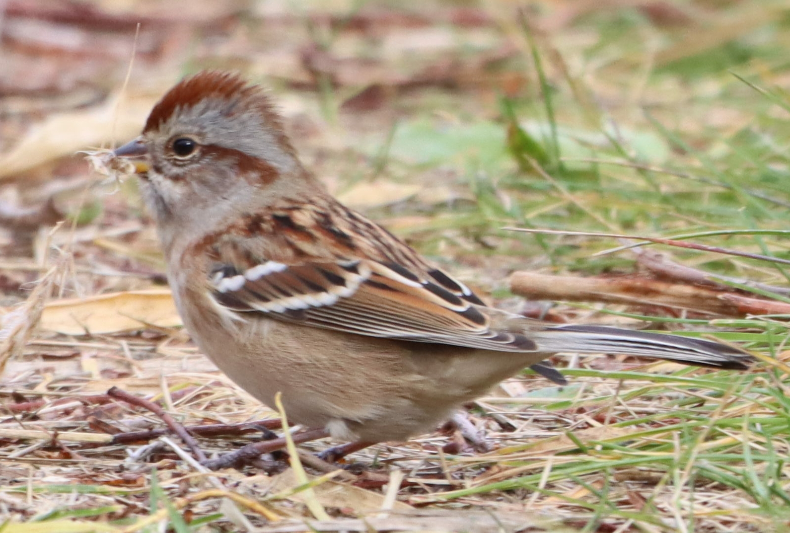 American Tree Sparrow (Spizelloides arborea)