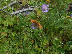 Boloria