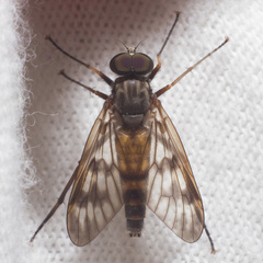 Rhagio mystaceus