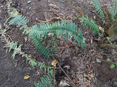 Polystichum munitum