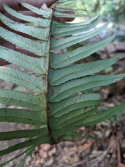 Polystichum munitum