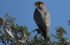Falco chicquera