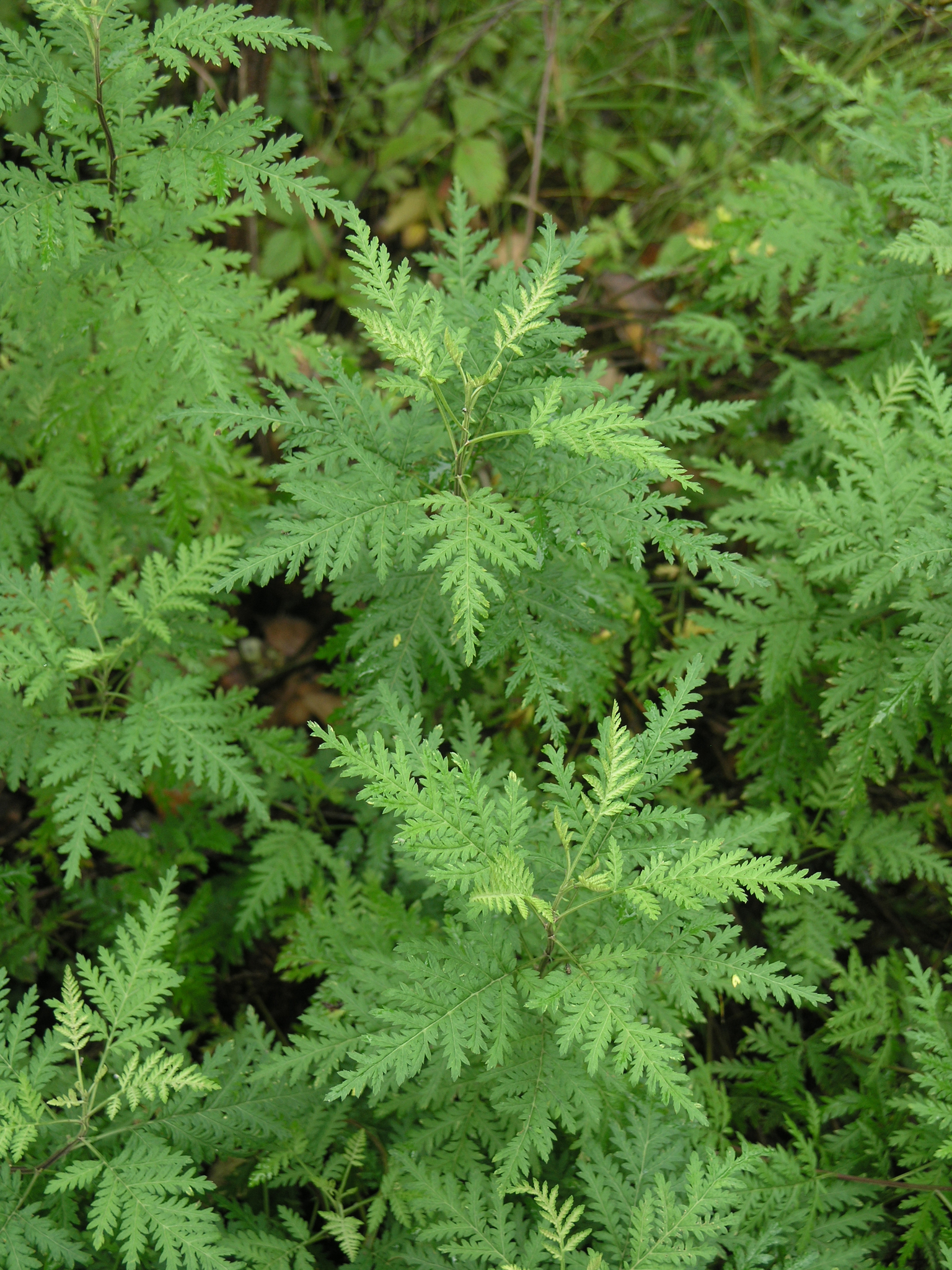 Artemisia gmelinii