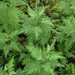 Artemisia gmelinii - Photo (c) Oleg Kosterin, algunos derechos reservados (CC BY), uploaded by Oleg Kosterin