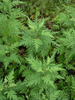 Gmelin's Wormwood - Photo (c) Oleg Kosterin, some rights reserved (CC BY), uploaded by Oleg Kosterin