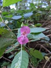 Impatiens glandulifera