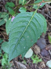 Impatiens glandulifera