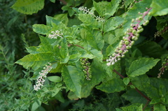 Pokeweed mosaic virus