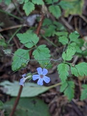 Geranium robertianum