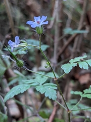Geranium robertianum