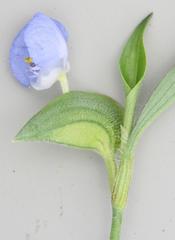 Commelina zambesica