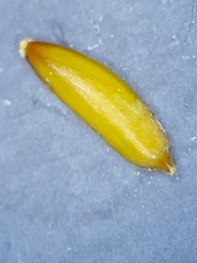 Cyperus lancastriensis