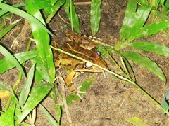 Hoplobatrachus tigerinus