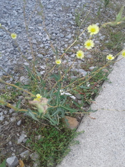 Lactuca serriola