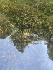 Potamogeton amplifolius