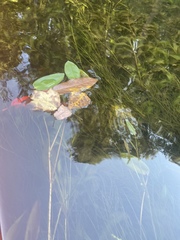 Potamogeton amplifolius
