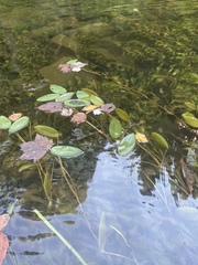 Potamogeton amplifolius