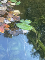 Potamogeton amplifolius