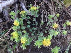 Leobordea corymbosa