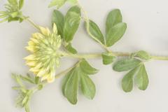 Leobordea corymbosa