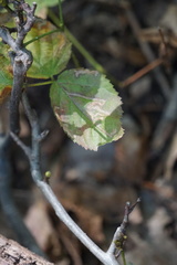 Stigmella villosella