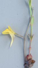 Utricularia scandens