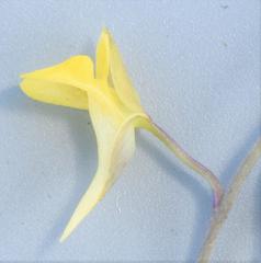 Utricularia scandens